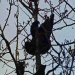 Silhouette of mama bear and her three cubs high in the treetop on East Glacier Trail on May 3. (Photo by Denise Carroll)