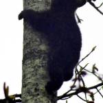 Baby bear scurries down the tree on East Glacier trail. (Photo by Denise Carroll)