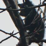 Resembling a fuzzy teddy bear, this bear cub pauses high on a tree branch. East Glacier trail on May 3. (Photo by Denise Carroll)