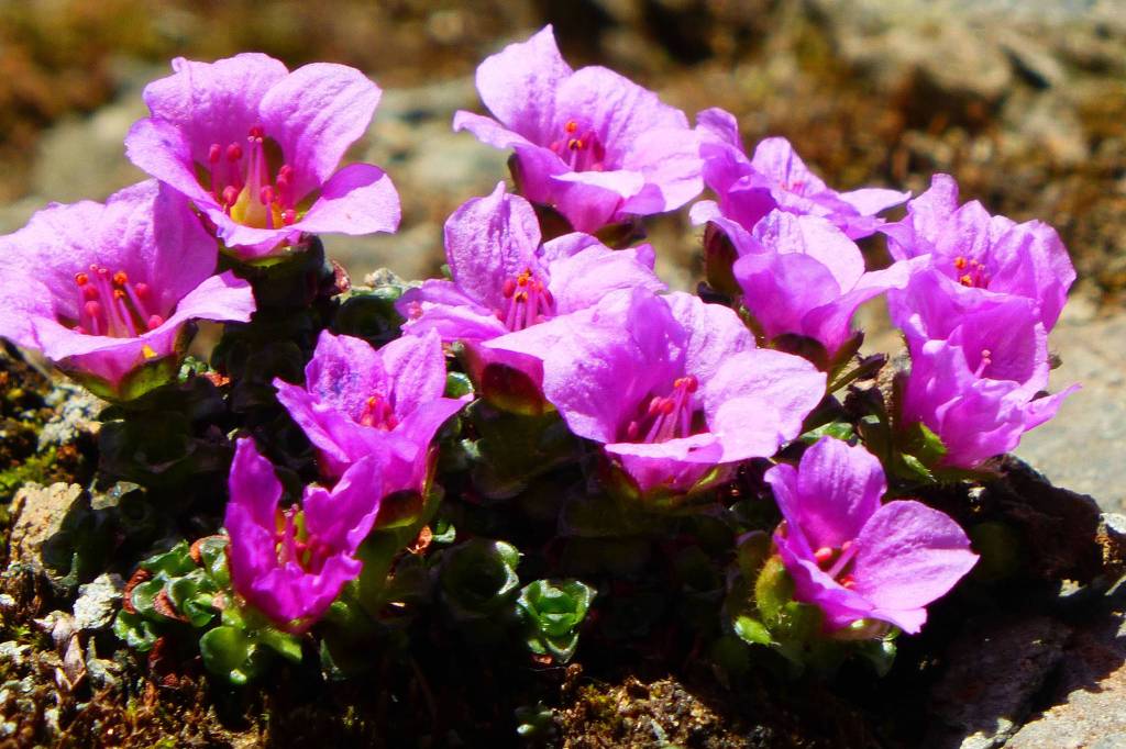 Purple mountain saxifrage on Perseverance Trail on April 22. (Photo by Denise Carroll)