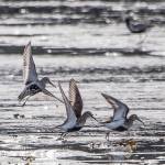 Three Rock Sandpiper Pribilof Subspecies take flight at a low tide on Eagle Beach. (Photo by Gillfoto)