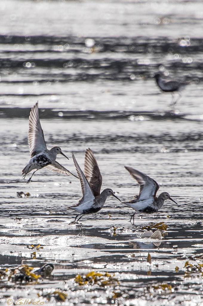 Three Rock Sandpiper Pribilof Subspecies take flight at a low tide on Eagle Beach. (Photo by Gillfoto)