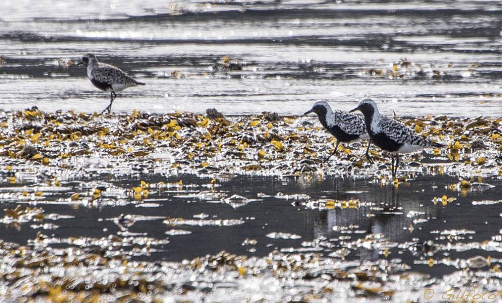 When tide was out at Eagle Beach, three Black-bellied Plovers feed on mudflats. (Photo by Gillfoto)