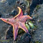 Bat Star found at low tide. (Photo by Janice Gorle)