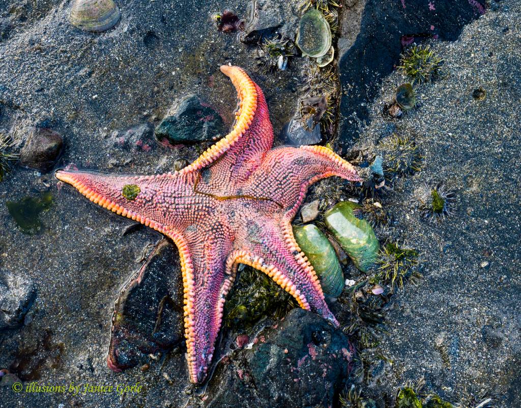 Bat Star found at low tide. (Photo by Janice Gorle)