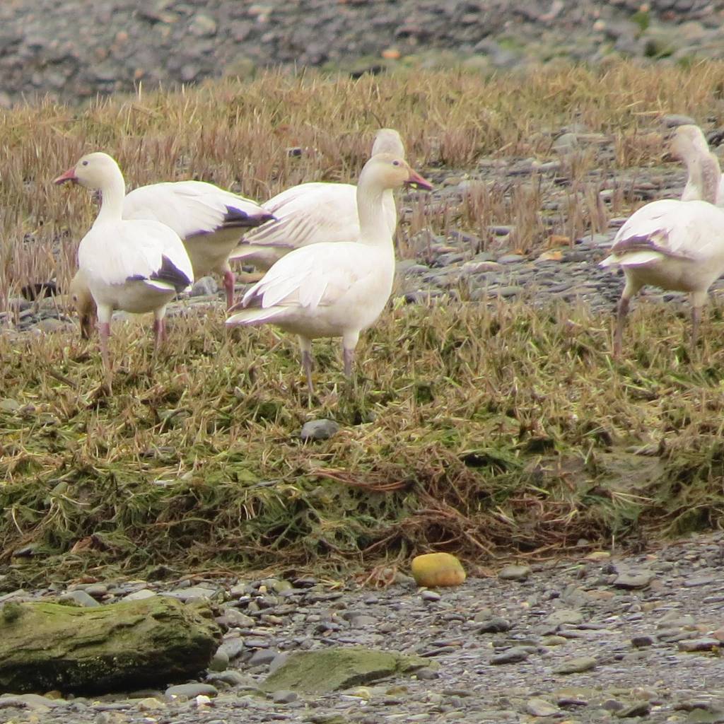 Photo taken at Sheep Creek on April 24. (Photo by Steve Hamilton)