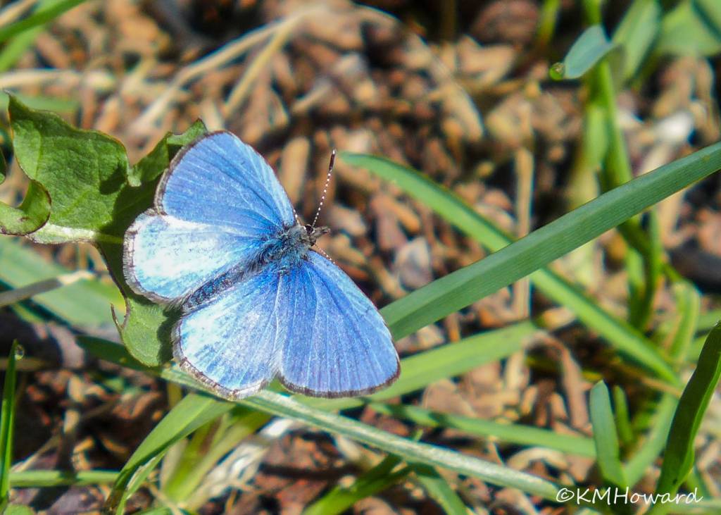 Beautiful Northern blue butterfly is seen on April 22. (Photo by Kerry Howard)