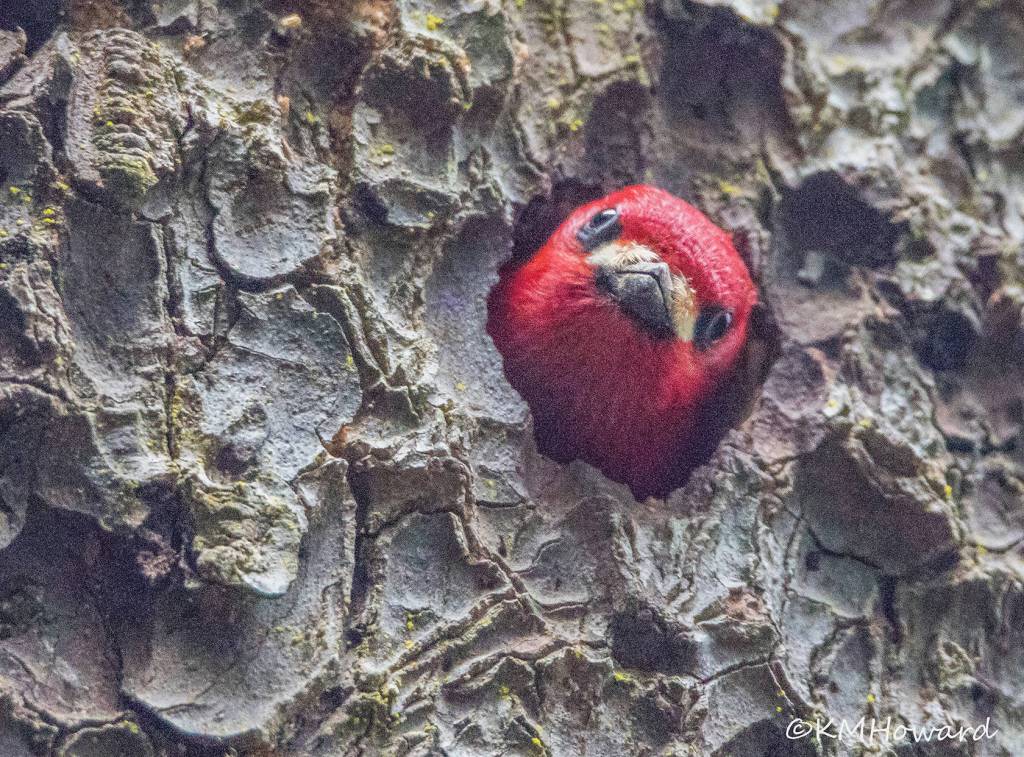 A red-breasted sapsucker pokes his head out of a nesting hole on April 27. (Photo by Kerry Howard)