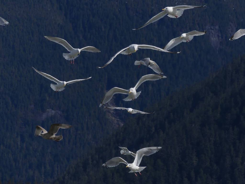 Gulls hover above the Antler River while searching for spawning eulachon in Berners Bay on Saturday. (Photo by John Hudson)