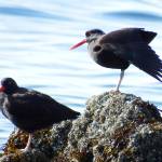 Black Oystercatchers on the shores of Lynn Canal in late April. (Photo by Linda Shaw)