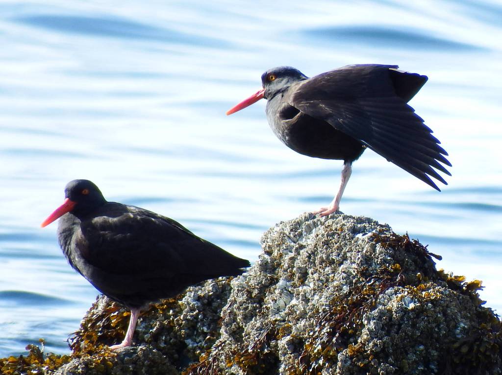 Black Oystercatchers on the shores of Lynn Canal in late April. (Photo by Linda Shaw)