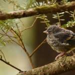 A bird chick seen on April 30 in the photographer&rsquo;s yard. (Photo by Linda Shaw)