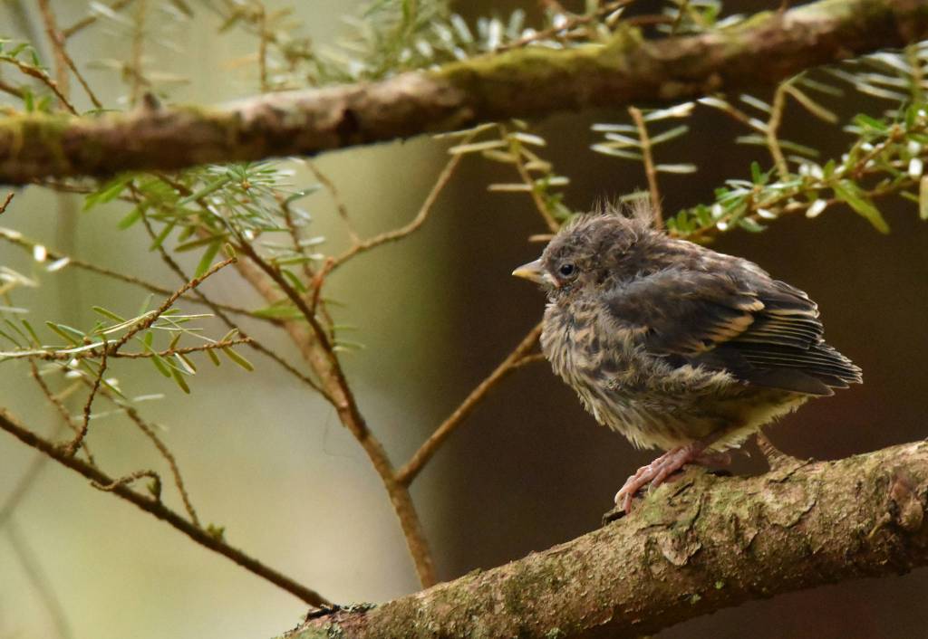 A bird chick seen on April 30 in the photographer&rsquo;s yard. (Photo by Linda Shaw)