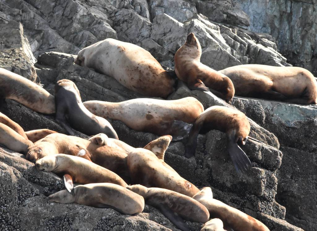 Sea lions bask on Benjamin Island as seen on the Audubon Berner&rsquo;s Bay Cruise April 29. (Photo by Linda Shaw)