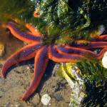 A vibrant sunstar at low tide on April 27. (Photo by Gina Vose)