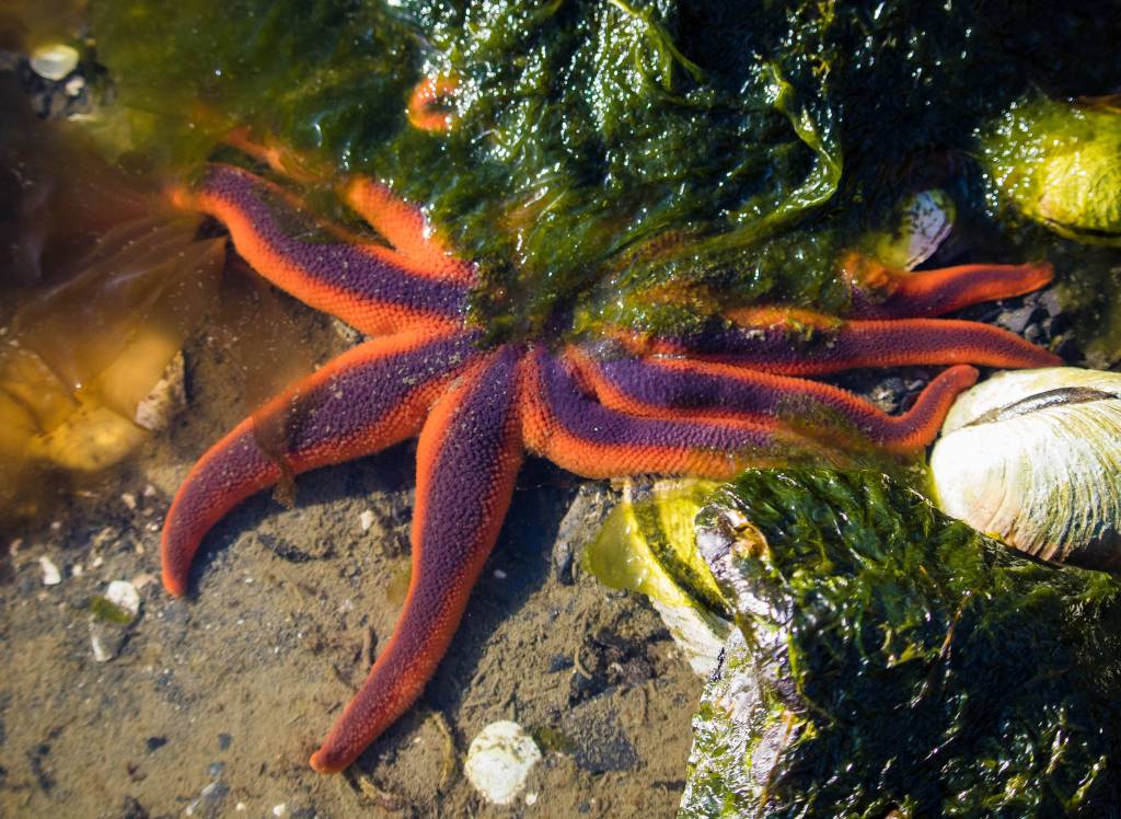 A vibrant sunstar at low tide on April 27. (Photo by Gina Vose)
