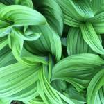 Twisted stalk, wild cucumber, or watermelon berry?