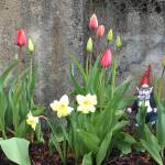 Tiptoe through the tulips in a Highlands garden. (Photo by Denise Carroll)