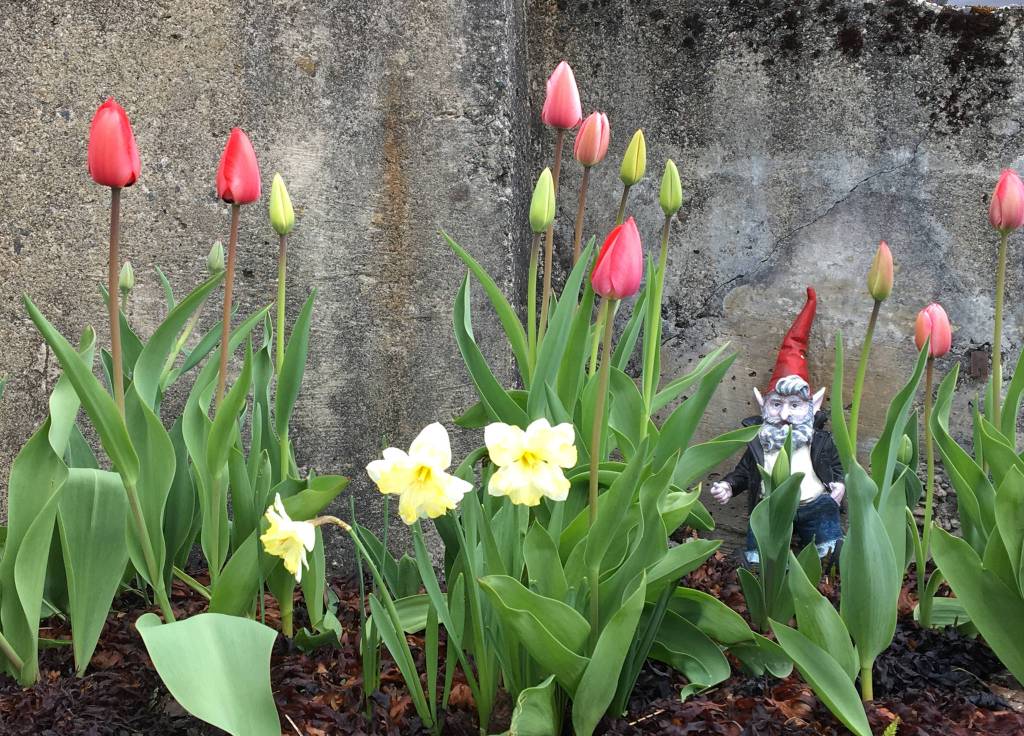 Tiptoe through the tulips in a Highlands garden. (Photo by Denise Carroll)