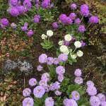 Pom pom primroses (primula denticulata) abound in a Glacier Ave garden on May 7. (Photo by Denise Carroll)