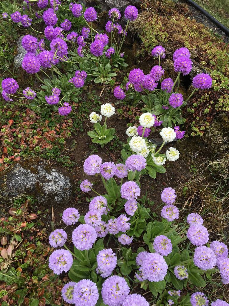 Pom pom primroses (primula denticulata) abound in a Glacier Ave garden on May 7. (Photo by Denise Carroll)