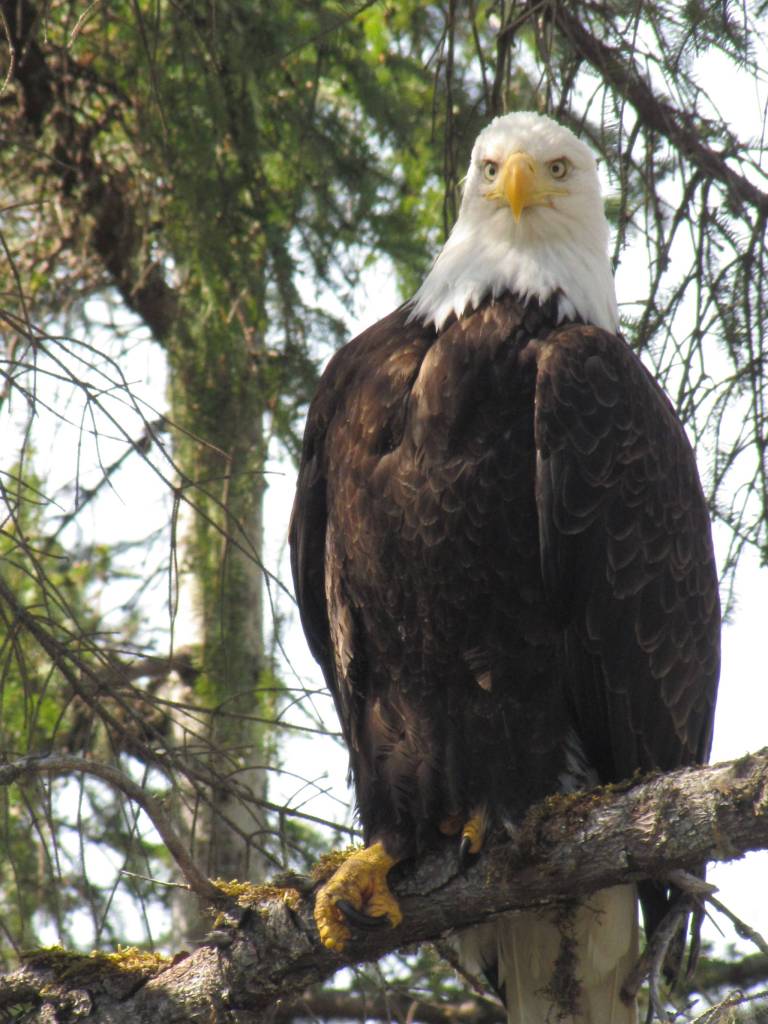 A bald eagle is seen perched halfway up a tree near the Shrine of St. Therese. (Photo by Rebecca Church)