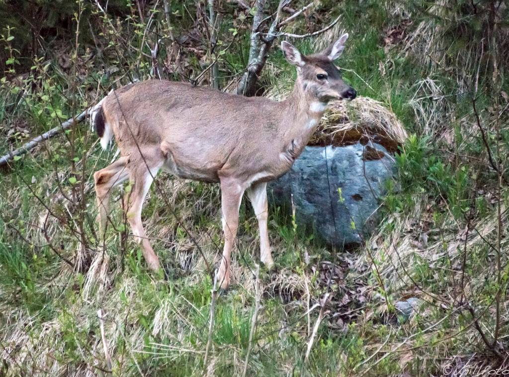 Deer evening grazing out by Auke Rec. (Photo by Gillfoto)