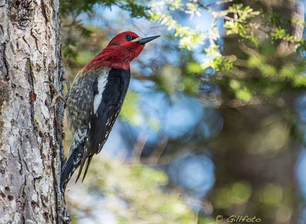 The Sapsuckers have always loved our forest. (Photo by Gillfoto)