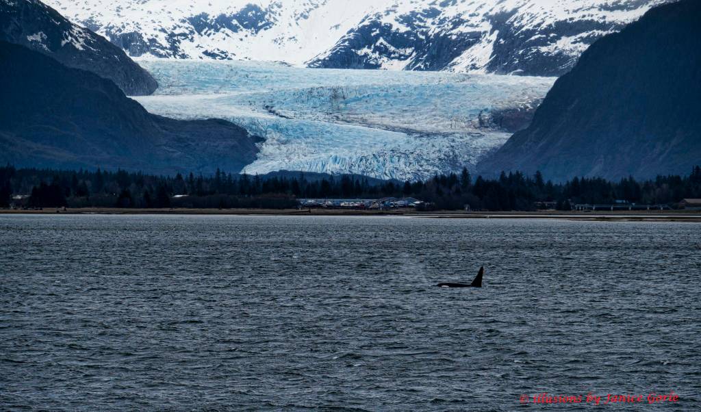A Killer Whale pod is spotted out by the North Douglas boat ramp. (Photo by Janice Gorle)