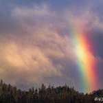 Brilliant rainbow over Lena Cove area on April 28. (Photo by Kerry Howard)