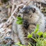 A hoary marmot enjoys fresh cow parsnip leaves on May 2. (Photo by Kerry Howard)