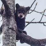 A tiny bear cub takes a curious peek at a passersby on May 3. (Photo by Kerry Howard)