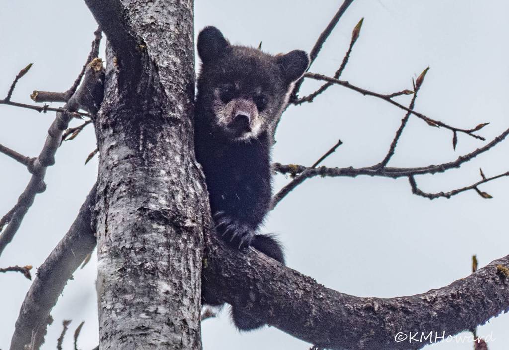 A tiny bear cub takes a curious peek at a passersby on May 3. (Photo by Kerry Howard)