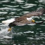 A fish that got away, spotted in 2009 off Point Adolphus. (Photo by Tod Sebens)