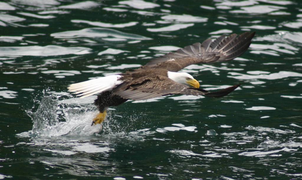 A fish that got away, spotted in 2009 off Point Adolphus. (Photo by Tod Sebens)