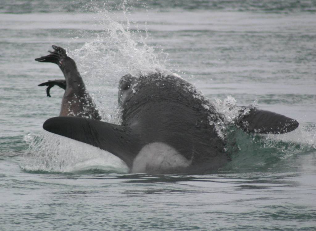 A Sea Lion that didn&rsquo;t get away, spotted in 2009 off Point Adolphus. (Photo by Tod Sebens)