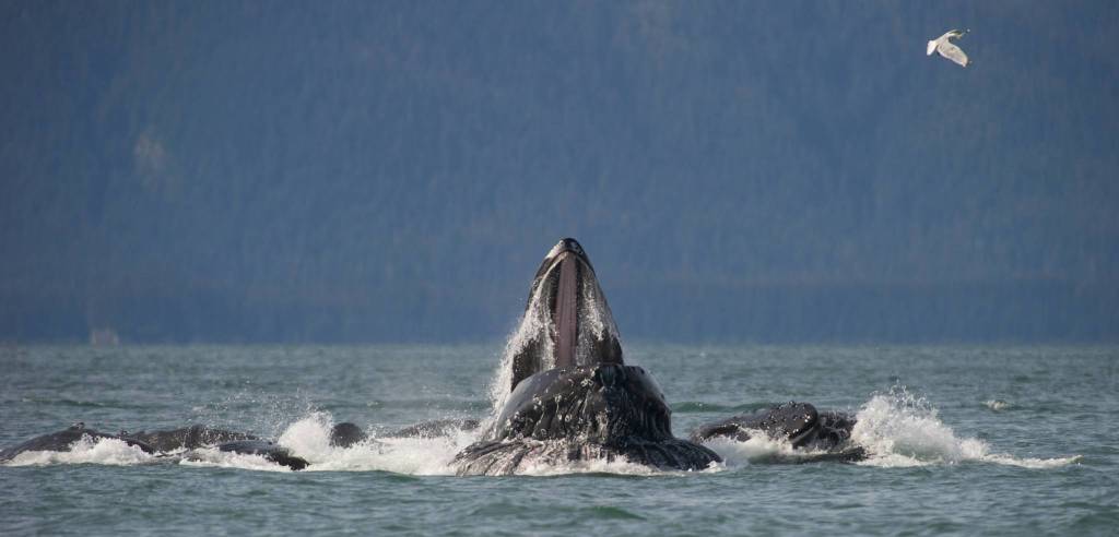 Are whales affected by boat boom?