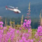 A TEMSCO helicopter arrives for a landing at the Juneau International Airport next to land filled with blooming fireweed. Bicknell Inc., a local construction company, is rezoning part of the property for industrial purposes. (Michael Penn | Juneau Empire file)