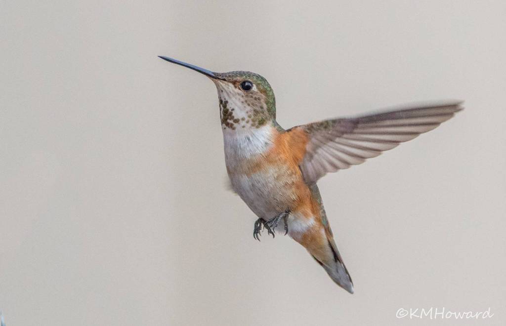 A rufous hummingbird in flight. (Photo by Kerry Howard)