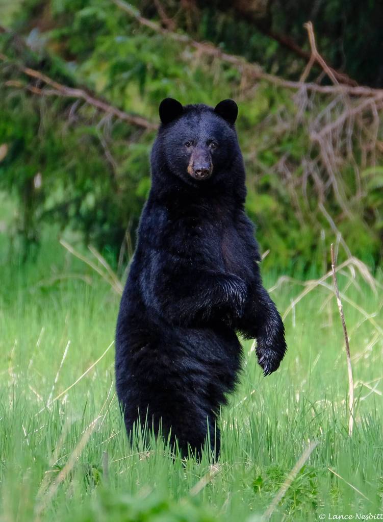 A black bear stands tall at Amalga Harbor. (Photo by Lance Nesbitt)