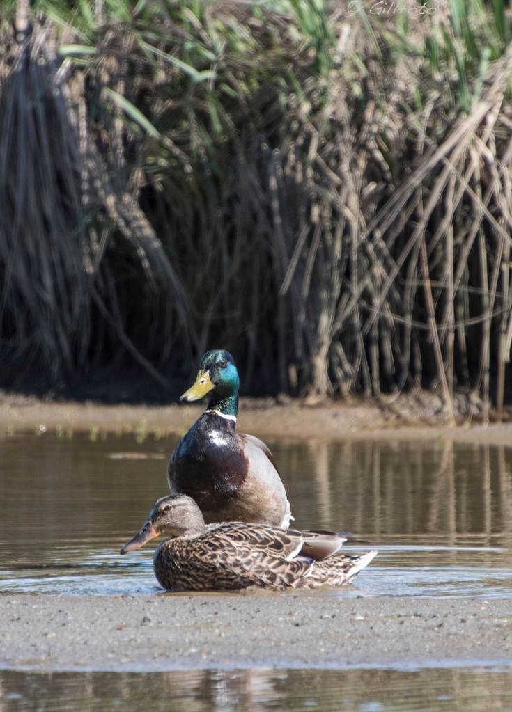Two mallards at the Mendenhall Wildlife Refuge. (Photo by Kenneth Gill)
