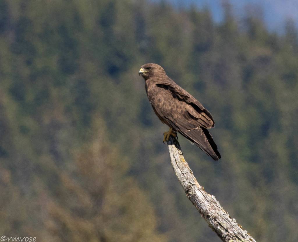 A Swainson&rsquo;s hawk at the Mendenhall Wetlands. (Photo by Gina Vose)