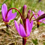 Shooting stars at Point Bridget State Park. (Photo by Denise Carroll)