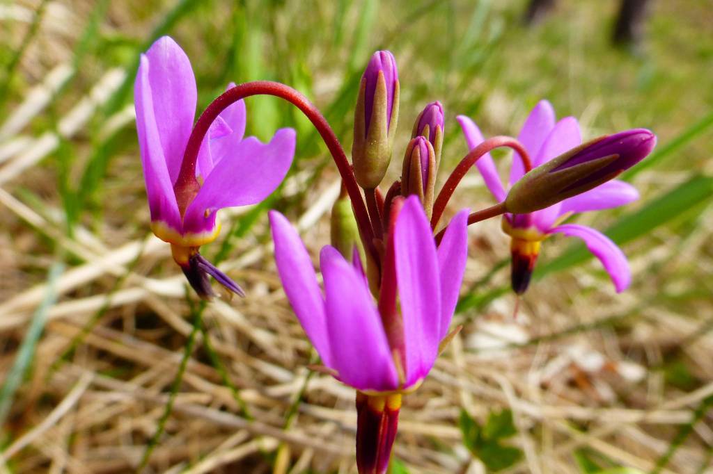 Shooting stars at Point Bridget State Park. (Photo by Denise Carroll)