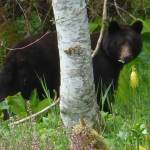 Black bear: &ldquo;I don&rsquo;t think they can see me.&rdquo; Spotted on May 17 at Pt. Bridget State Park. (Photo by Denise Carroll)