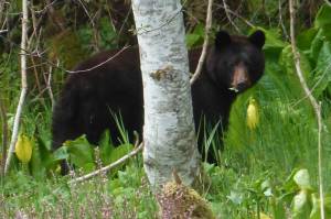 Black bear: &ldquo;I don&rsquo;t think they can see me.&rdquo; Spotted on May 17 at Pt. Bridget State Park. (Photo by Denise Carroll)