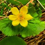A Marsh Marigold is seen at Pt. Bridget State Park on May 17. (Photo by Denise Carroll)