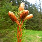 Tree top Sitka spruce tips are seen on May 17. (Photo by Denise Carroll)