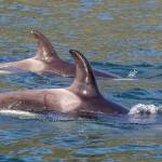 Two orcas swim by in synchronized fashion on May 15. (Photo by Kerry Howard)