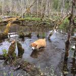 Soggy doggie. (Photo by John d&rsquo;Armand)